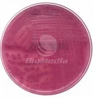 Питательная среда Агар МакКонки (MacConkey Agar)